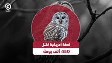 خطة أمريكية لقتل 450 ألف بومة