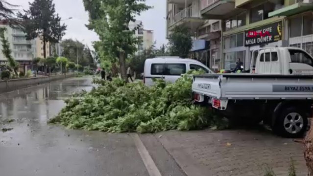 Şiddetli rüzgar ağaçları devirdi