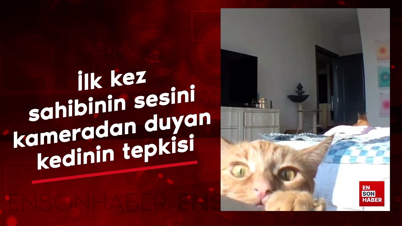 İlk kez sahibinin sesini kameradan duyan kedinin tepkisi