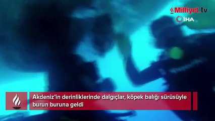 Dalgıçlar köpek balığı sürüsüyle burun buruna geldi