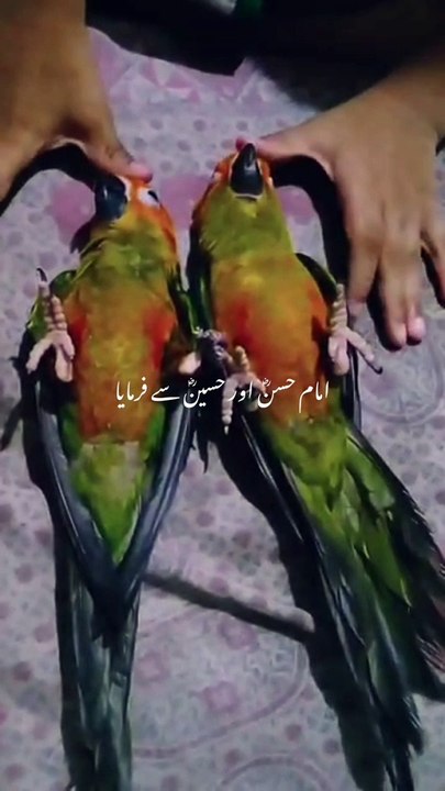Birds 11.7.24
