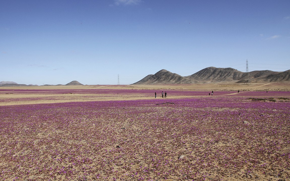 Le immagini pazzesche del deserto di Atacama in Cile... trasformato in un prato fiorito