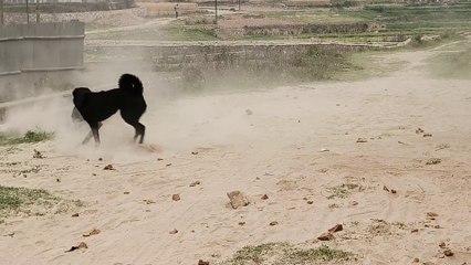 Dogs playing dog lover #doglover zin 113 Zumba fitness dance zin volume 113