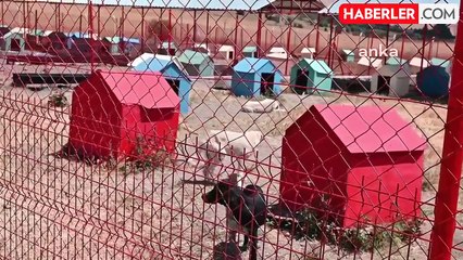 Yozgat Belediye Başkanı Sokak Hayvanlarının Uyutulmasına Tepki Gösterdi