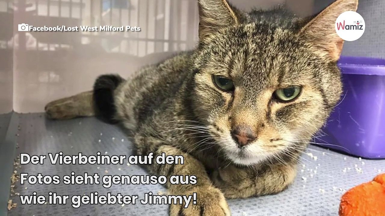Familie vermisst ihre Katze und bricht beim Blick in den Käfig im Tierheim zusammen