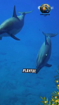 The Admirable Intelligence and Playful Nature of Dolphins #Dolphins #MarineLife #intelligentanimals
