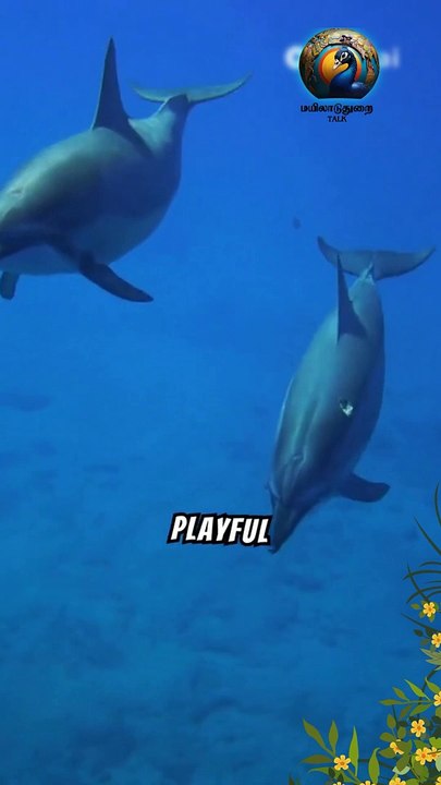 The Admirable Intelligence and Playful Nature of Dolphins #Dolphins #MarineLife #intelligentanimals