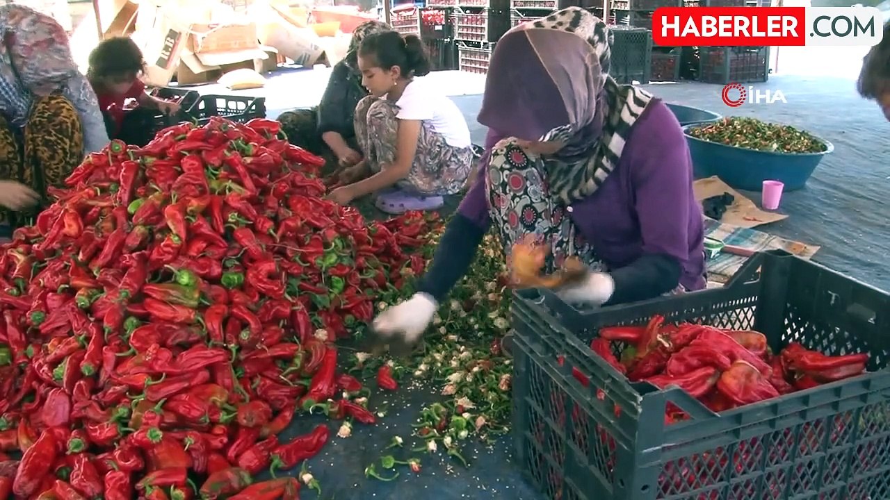 Şanlıurfa'da isotun acı serüveni başladı