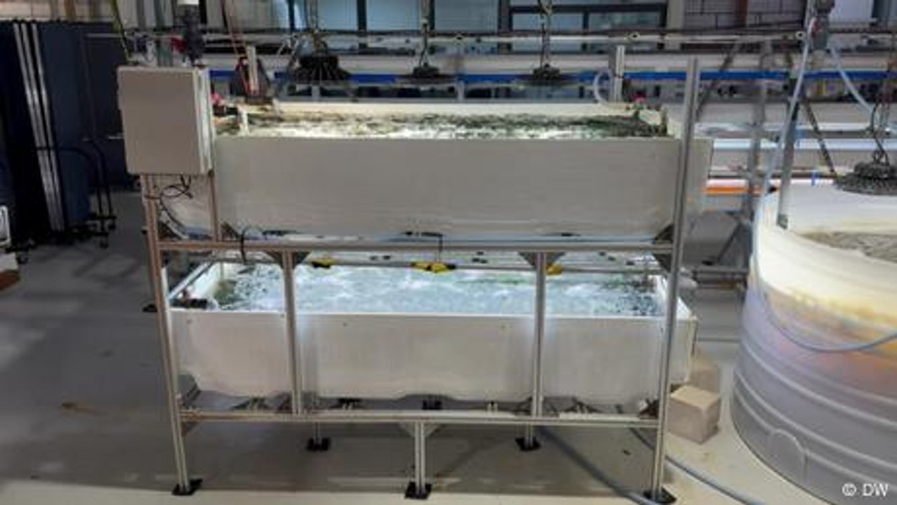 High-Tech-Shrimps aus Singapur