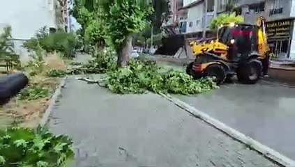 Şiddetli rüzgar ağaçları devirdi