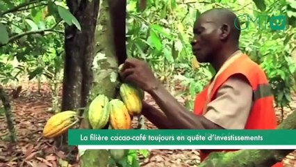 [#Reportage] Gabon : la filière cacao-café toujours en quête d’investissements