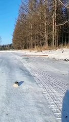 Jungle Life Hacks_7376619358342221061-no-watermark