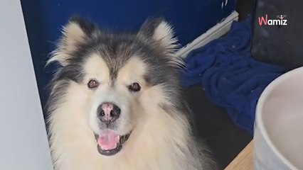 Video. Percorre oltre 1.600 km per adottare un Alaskan Malamute salvato da un destino terribile