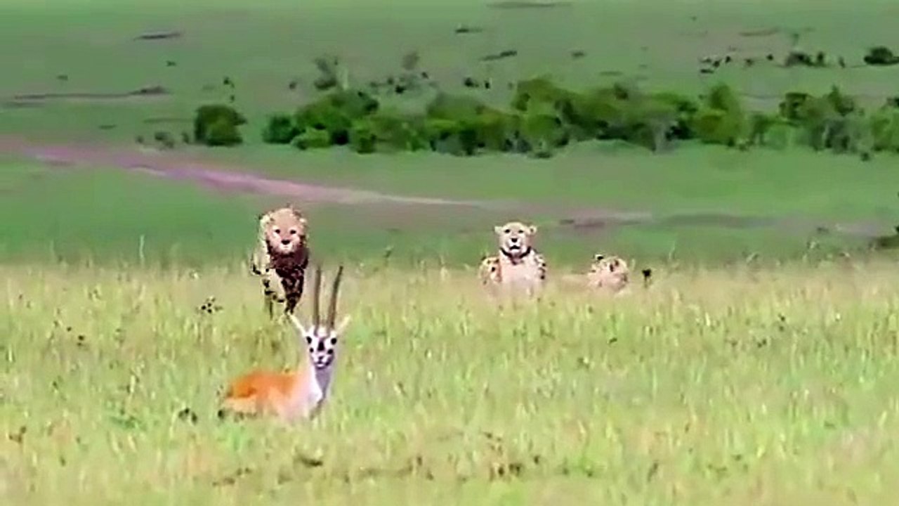 Funny videos