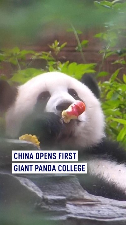 China opens first giant panda college