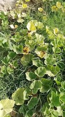 Title: "Explore the Charm of Village Green: A Serene Oasis in the Heart of the Country"