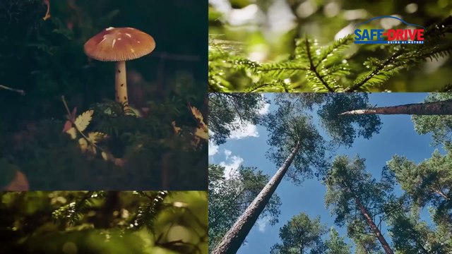 PER VOLVO IL CONCETTO DI SOSTENIBILITA’ NON PASSA SOLO DALLA PRODUZIONE DI MODELLI 100% ELETTRICI