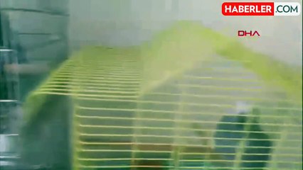 Ankara'da Hayvan Kaçakçılığı Operasyonu: 12 Papağan Ele Geçirildi
