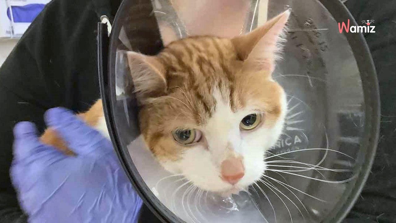 Podejrzewają, że ich kot się zatruł. Kiedy weterynarz robi prześwietlenie, odkrywa coś niebywałego