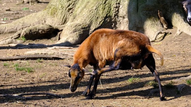 Adorable Animal Moments Compilation: Cutest Pets Ever! | Must-See Cute Animal Videos 2024