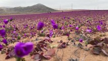 Au Chili, des milliers de fleurs blanches et violettes ont recouvert le désert d'Atacama