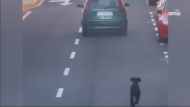Koszmarna scena zarejestrowana przez turystę na Teneryfie: kobieta wyrzuca psa przez okno i ucieka