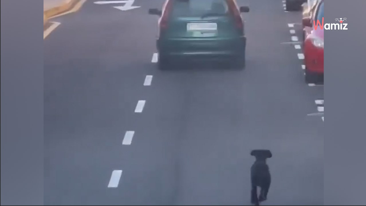 Koszmarna scena zarejestrowana przez turystę na Teneryfie: kobieta wyrzuca psa przez okno i ucieka