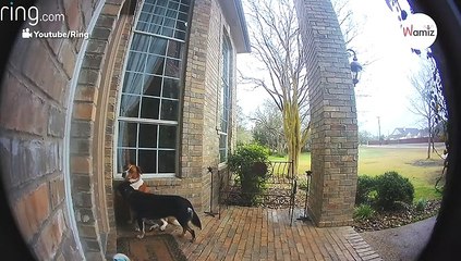 Instalan una cámara oculta para ver quién tocaba el timbre y se llevan la sorpresa de su vida (Vídeo)