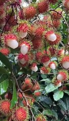 "Virality Unleashed: New Videos Every Day"