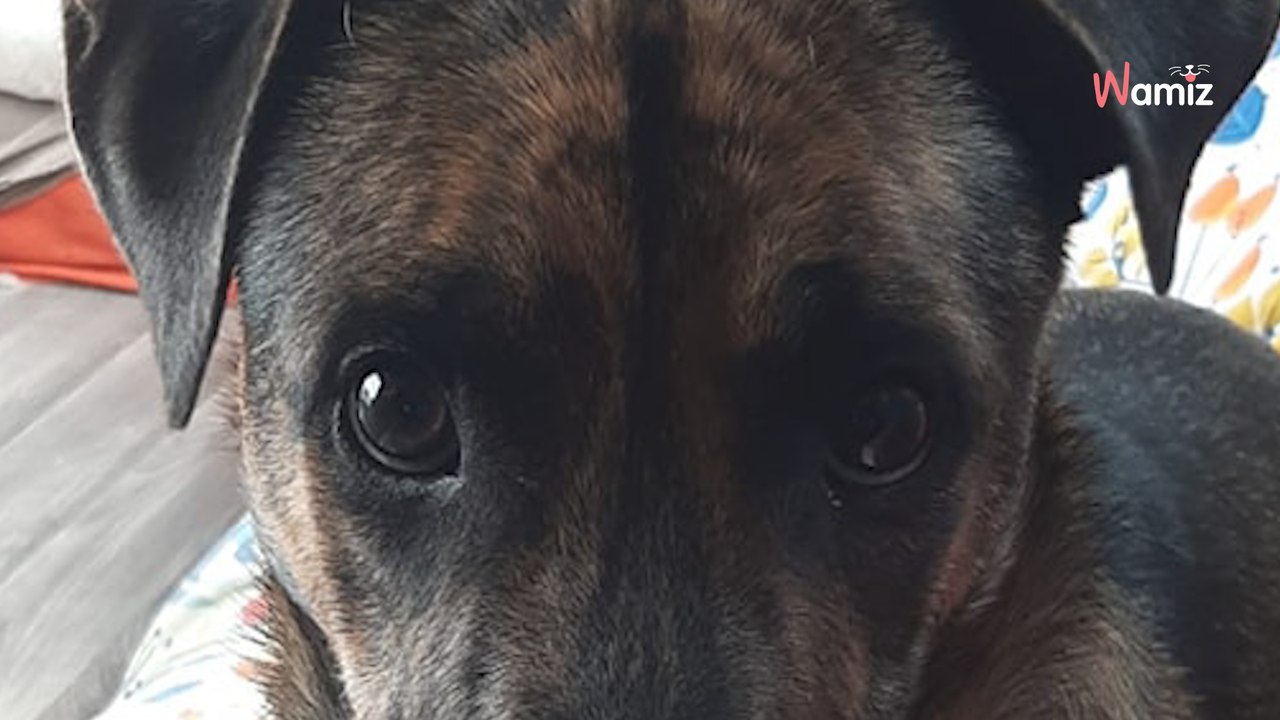 Trouvé attaché à un arbre en pleine forêt lorsqu'il était chiot, ce chien a dû apprendre à côtoyer les humains