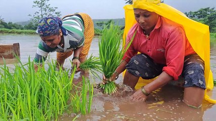 पश्चिम घाट परिसरात भात लागवडीला सुरूवात