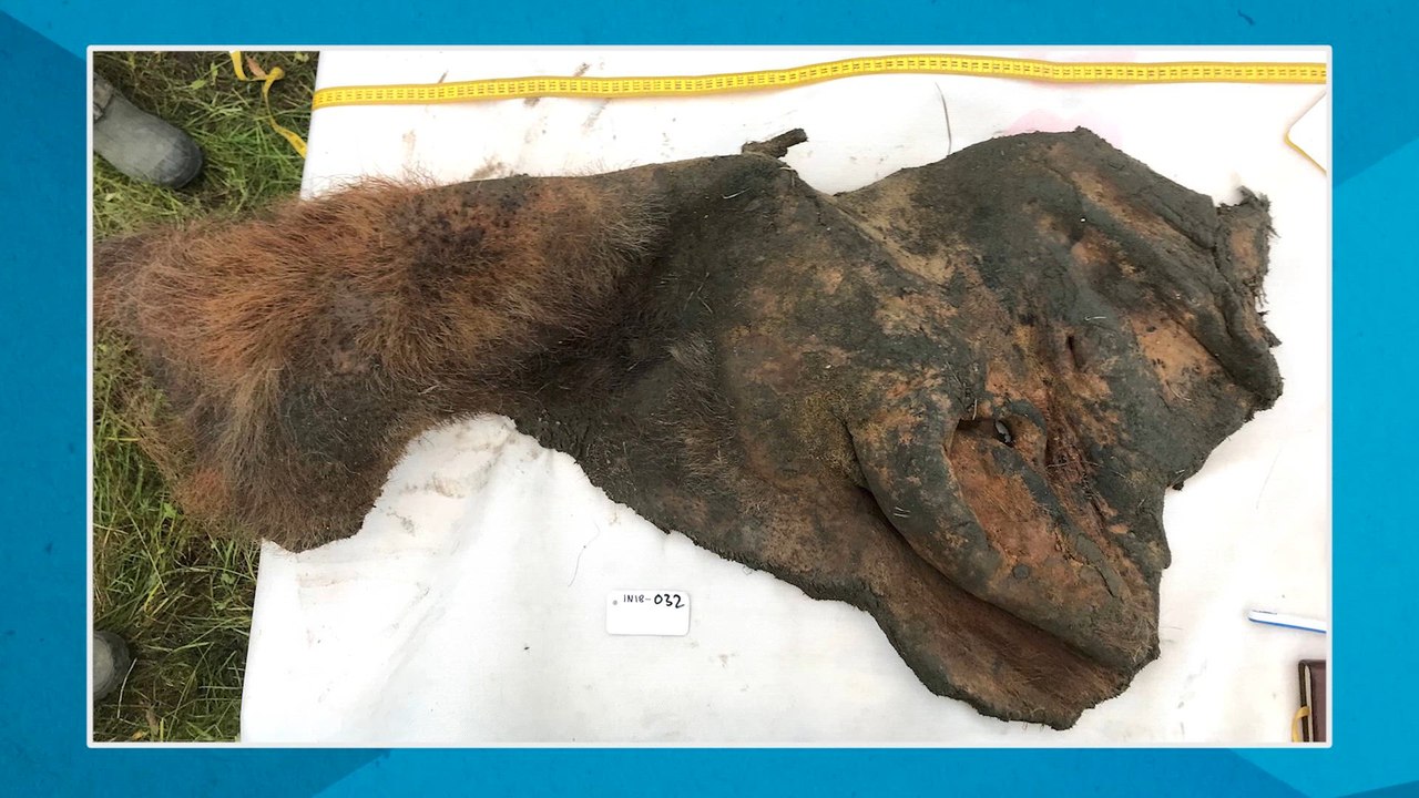 Encontrado el genoma fósil del mamut