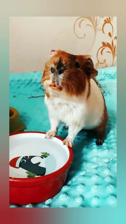 Cute soul enjoying drinking