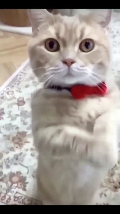 Funniest Videos   Funny Cats  _cute _cat _short