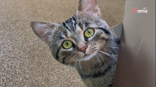 Opiekunka robi kotu dowcip. Jego reakcja rozbawia 16.5 mln osób (video)