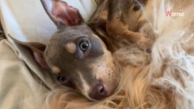 Welpe fast verhungert: Als er einen Golden Retriever trifft, schlagen alle Herzen höher (Video)