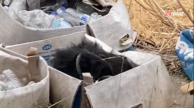 Psi senior budzi się w kartonie na dworze: jego rodzina wyprowadziła się bez niego...