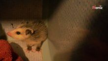 Katzenpflegerin kontrolliert Käfige: Plötzlich stößt sie einen spitzen Schrei aus!