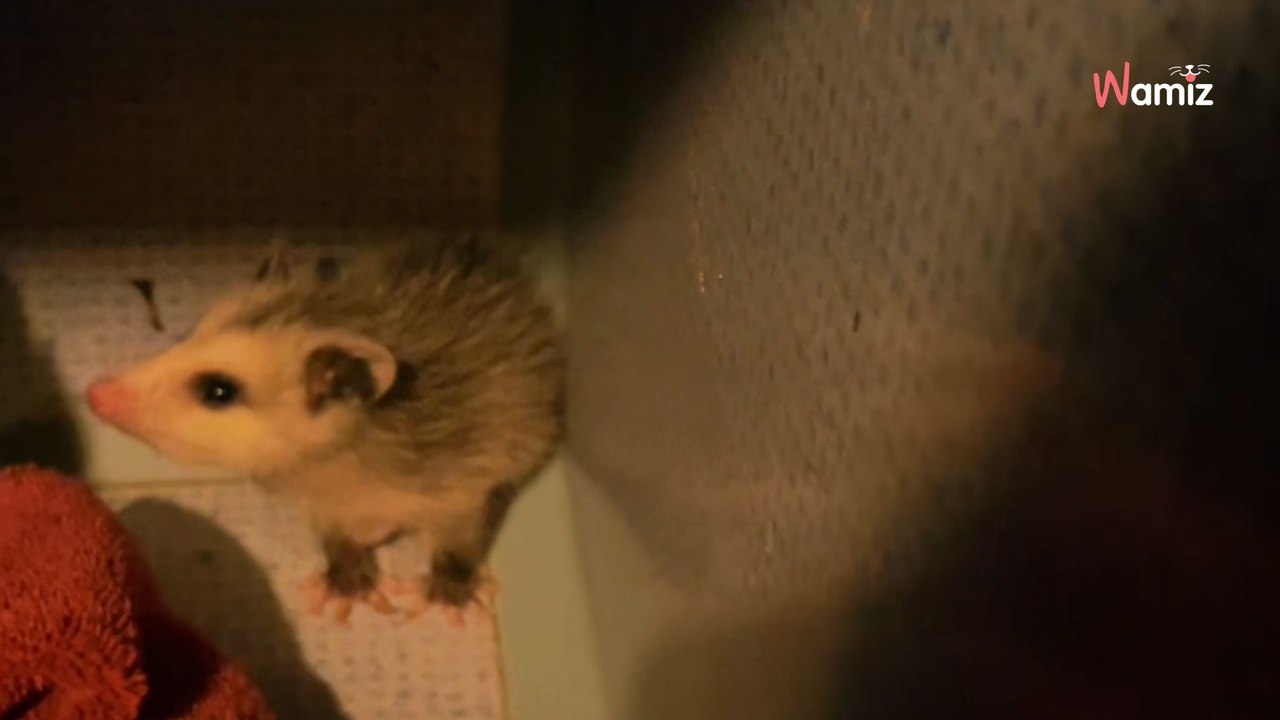 Katzenpflegerin kontrolliert Käfige: Plötzlich stößt sie einen spitzen Schrei aus!