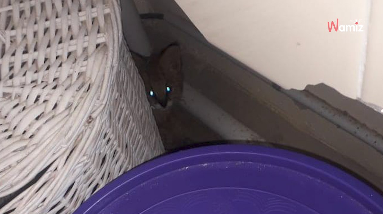 Woman hears hissing in the laundry room and fin...