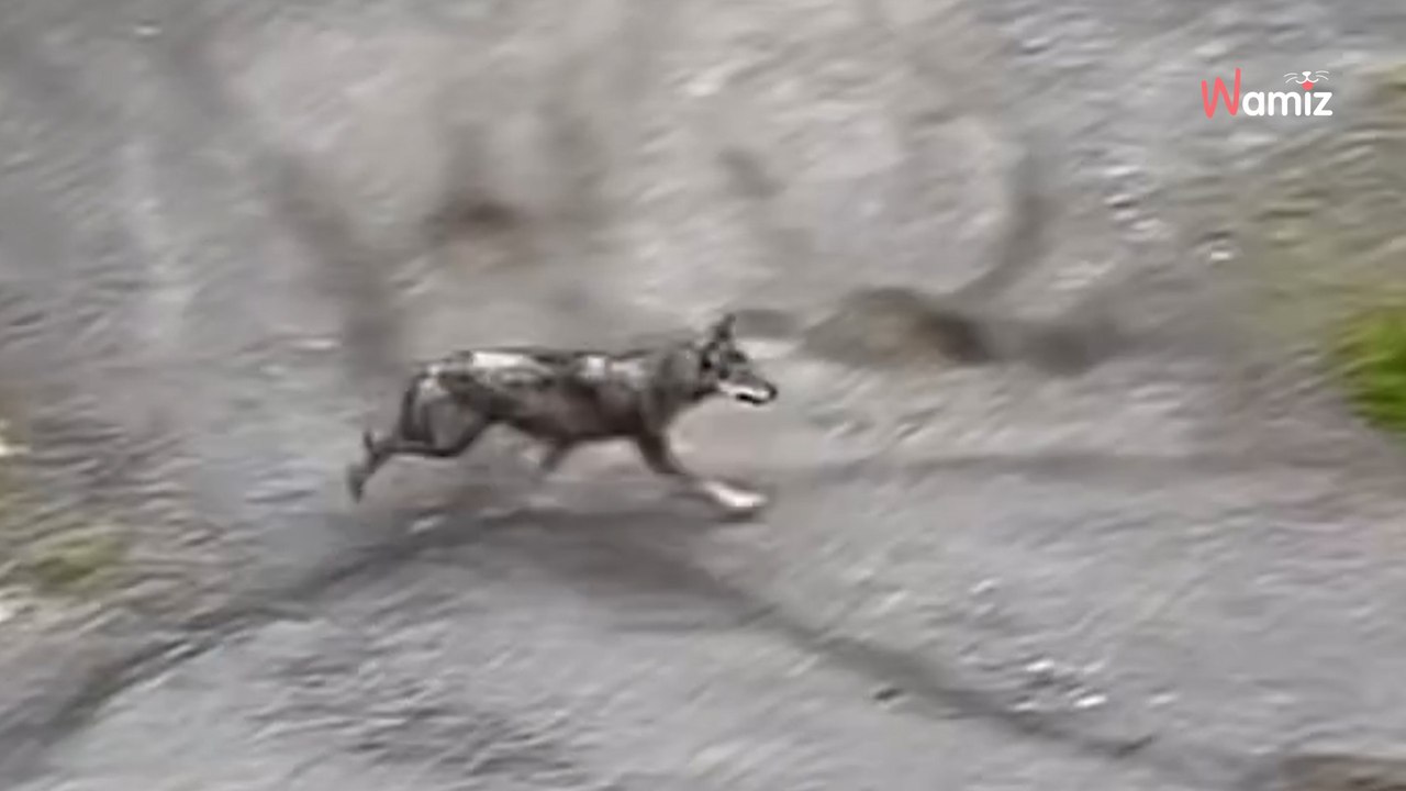 Anwohner sieht Hund am Bahnübergang: Als der Zug einfährt, verschlägt es ihm den Atem