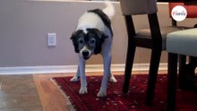 Junge Frau besucht ihren alten Hund: Als er sie erkennt, gibt es kein Halten mehr (Video)