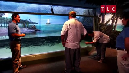 14-Foot Alligator Cake