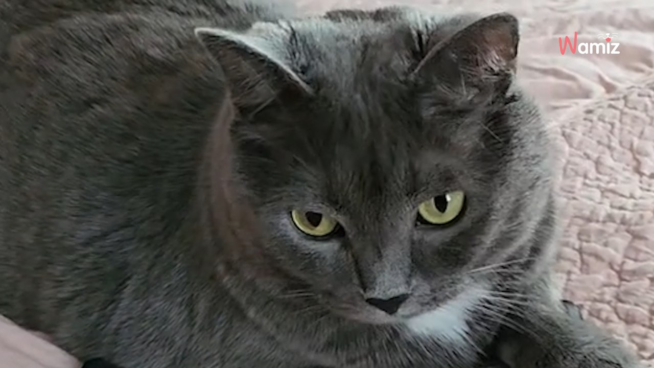 Le chat s'approche du dernier objet laissé par son père décédé : 5M de personnes fondent en larmes (vidéo)