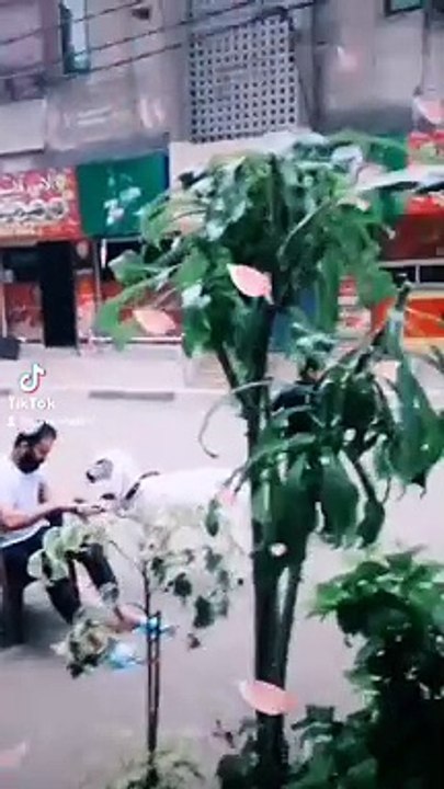 Sauod raja