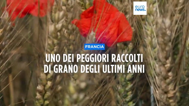 Francia, crisi climatica: per gli agricoltori uno dei peggiori raccolti di grano degli ultimi anni