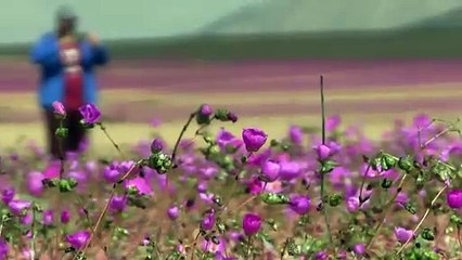 Au Chili, quand le désert d'Atacama fleurit