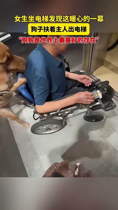 暖心！狗狗推著主人輪椅出電梯。Doggy pushes its owner's wheelchair out of the elevator.