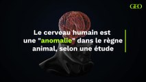 Le cerveau humain est une 