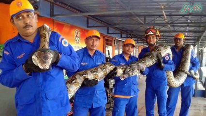 Những Loài Rắn Khổng Lồ, Cực Độc Và Kỳ Lạ